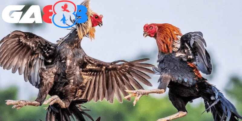 Nên chọn gà đá lì đòn