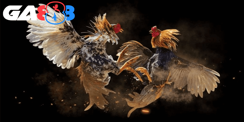 Vượt ngoài huyết thống là yếu tố quan trọng khi chọn gà đá