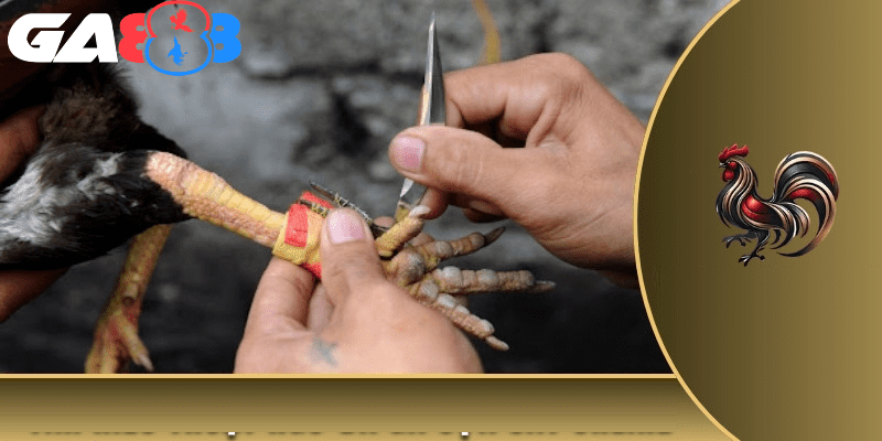 Chế tạo cựa sắt cho gà có thể dùng nhiều nguyên liệu