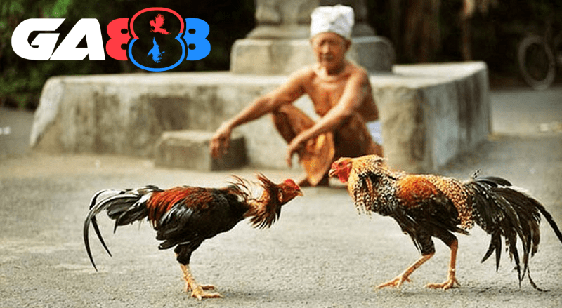 Các hình thức dùng bùa may, hương, và chuẩn bị tâm linh trong đá gà Việt phổ biến