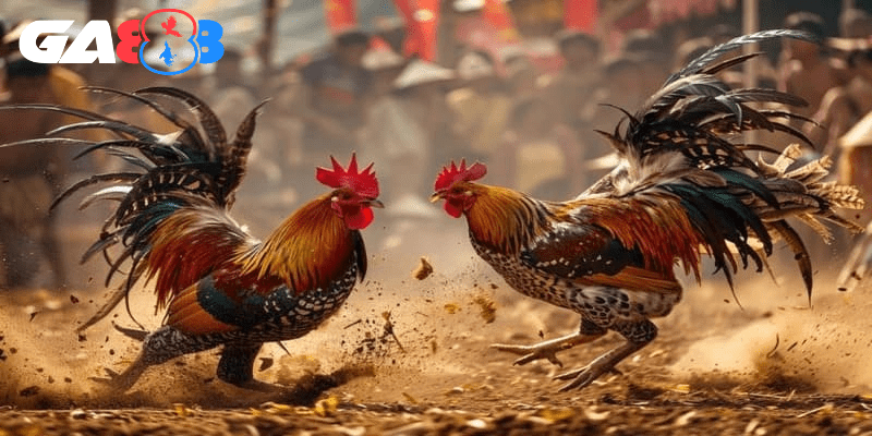 Tiếng ồn của trường gà có thể ảnh hưởng tâm lý chiến kê