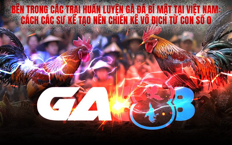 Bên trong các trại huấn luyện gà đá bí mật tại Việt Nam: Cách các sư kê tạo nên chiến kê vô địch từ con số 0