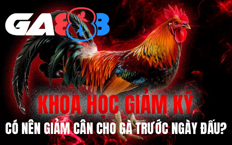 Khoa học giảm ký: Có nên giảm cân cho gà trước ngày đấu?