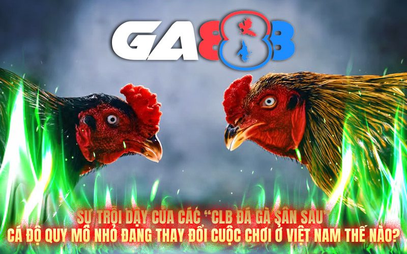 Sự trỗi dậy của các “CLB đá gà sân sau”: Cá độ quy mô nhỏ đang thay đổi cuộc chơi ở Việt Nam thế nào?
