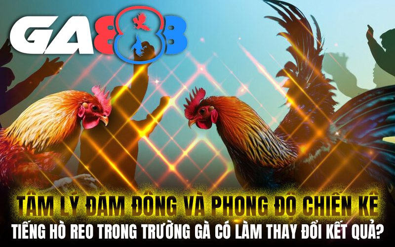 Tâm lý đám đông và phong độ chiến kê: Tiếng hò reo trong trường gà có làm thay đổi kết quả?