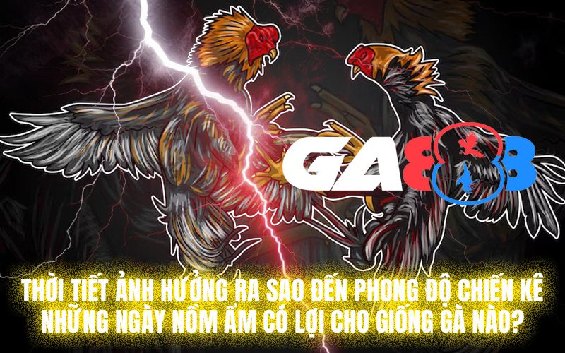 Thời tiết ảnh hưởng ra sao đến phong độ chiến kê: Những ngày nồm ẩm có lợi cho giống gà nào?